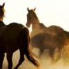 Игра Пазл: Ковбои на Лошадях